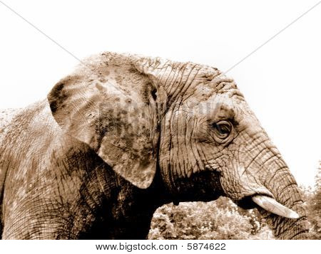 Un elefante