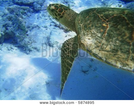 Tartaruga e barriera corallina
