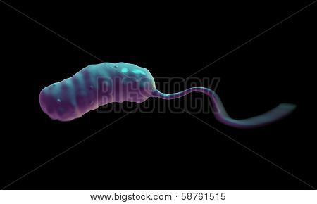 Gram-negative rod-shaped bacteria
