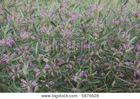 Jerusalem Sage As Grass Background