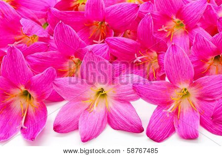 Rain Lily