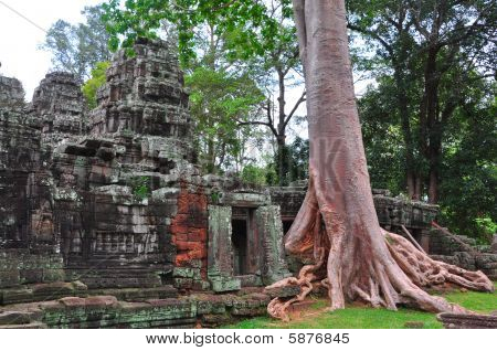 Banyan tree roots growing over a temple, Angkor Wat, Siem Reap, Cambodia