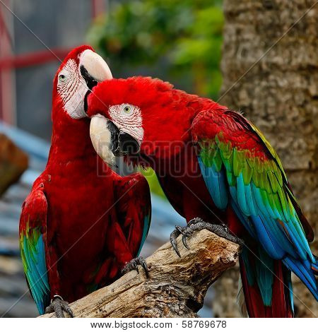 Greenwinged Macaw