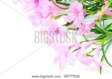 Ruellia
