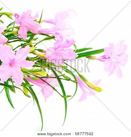 Ruellia