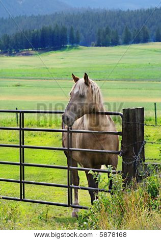 Horse Fenced In Pasture