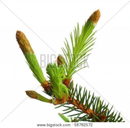 Fir Bud