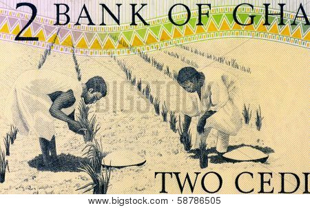 GHANA - CIRCA 1979: Workers Tending Plants on 2 Cedis 1979 Banknote from Ghana.