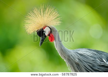 The Grey Crowned Crane outdoor (Balearica regulorum)
