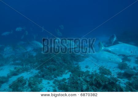 Gele gestippelde Trevally (carangoides Fulvoguttatus)