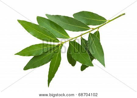 Laurel Branch