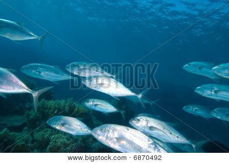 Gele gestippelde Trevally (carangoides Fulvoguttatus)