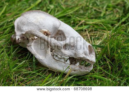 Skull from a small dead animal