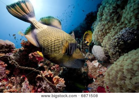 Titan Triggerfish, Ocean And Sun