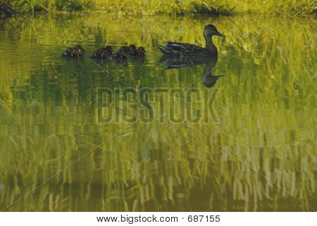 Eend op de Lake zwemmen In een mooie zonnige dag