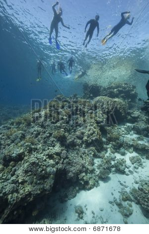 Snorkel, océano y pescado