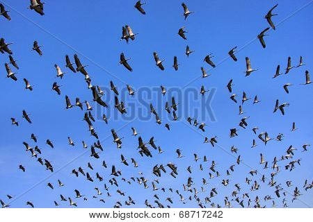 Flock Of Demoiselle Crains Flying In Blue Sky, Khichan Village, India
