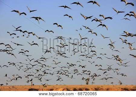 Flock Of Demoiselle Crains Flying In Blue Sky, Khichan Village, India