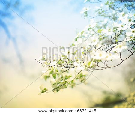 Blossoming Dogwood Tree