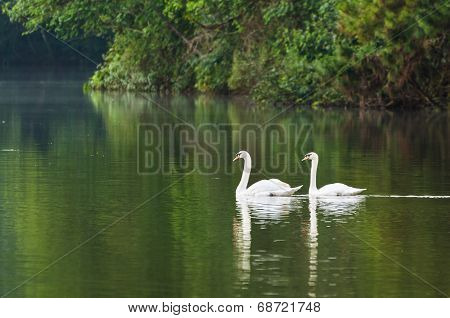White Swan And Its Mate Are Swimming In The Lake