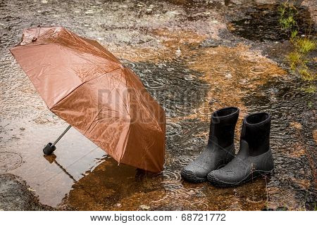 Rainy afternoon in the forrest