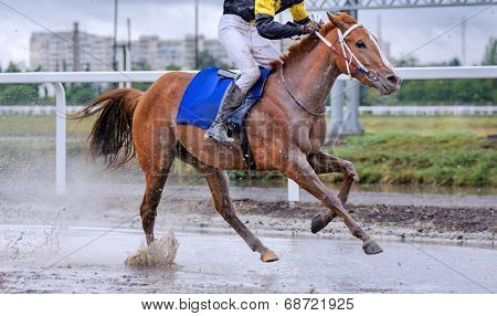 Horses and Jockeys Come Aross Finish Line Neck. Horse galloping through a puddle and fly spray