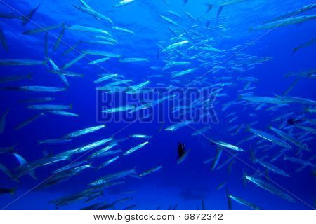 Sarı Barracudas