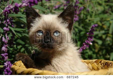 바구니에 Siting 샴 고양이