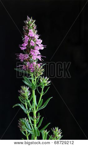 Giant Hyssop Pink Dark Background