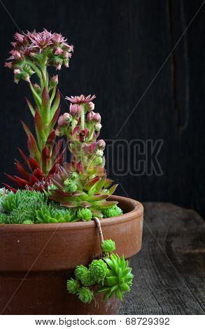 Blooming Sempervivum Calcareum Flowers, Hens And Chicks Plant