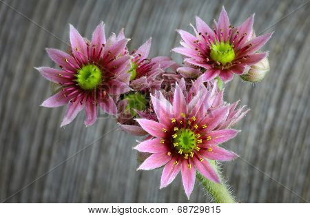 Blooming Sempervivum Calcareum Flowers, Hens And Chicks Plant