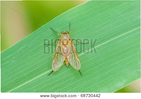 Robberfly