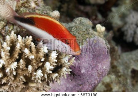 Gyöngyös Hawkfish