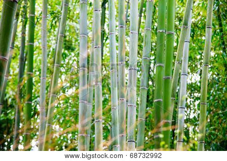 The Bamboo Forest Of Kyoto, Japan
