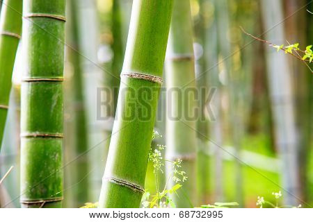 The Bamboo Forest Of Kyoto, Japan