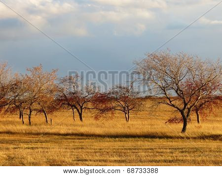 Autumn etudes
