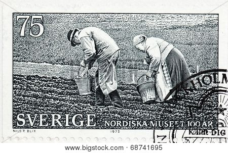 Potato Planting