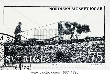 Plowing With Oxen
