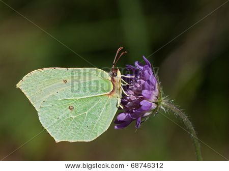 Common Brimstone On Blue Knautia Flower