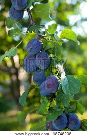 Plums On A Branch