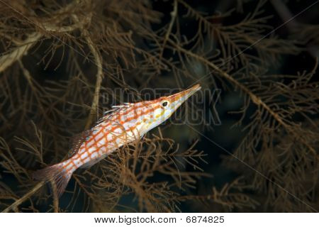 Longnose Hawkfish a fekete korall