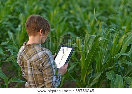Agronomist With Tablet Computer In Corn Field