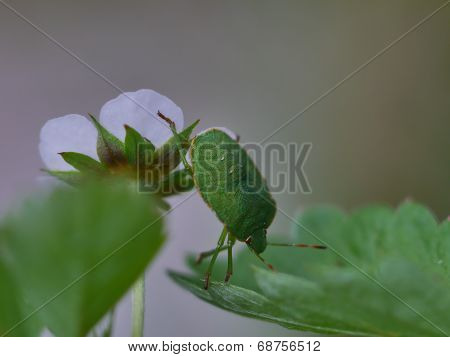 Green Shield Bug ( Palomena Prasina )