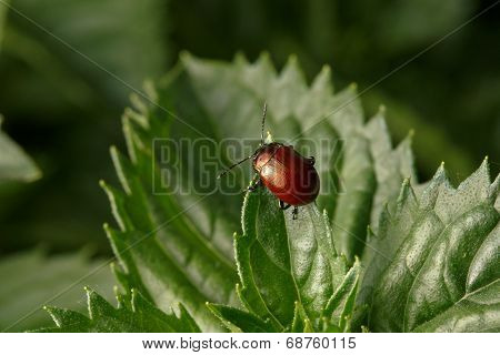 Brown beetle