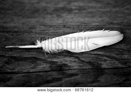 Feather and a wooden structure