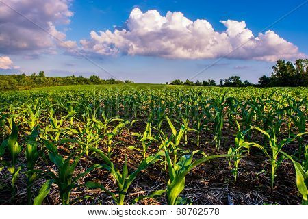 The Corn Field