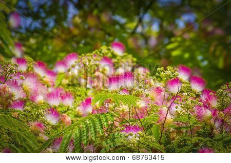 Albizia julibrissin
