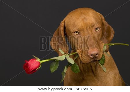 Gül ile köpek