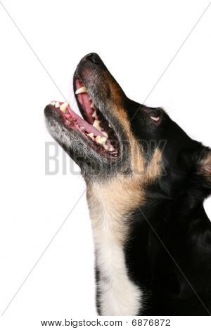 Hond gehuil