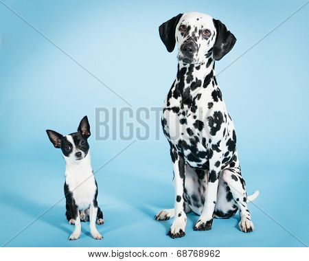 Chihuahua and Dalmatian
